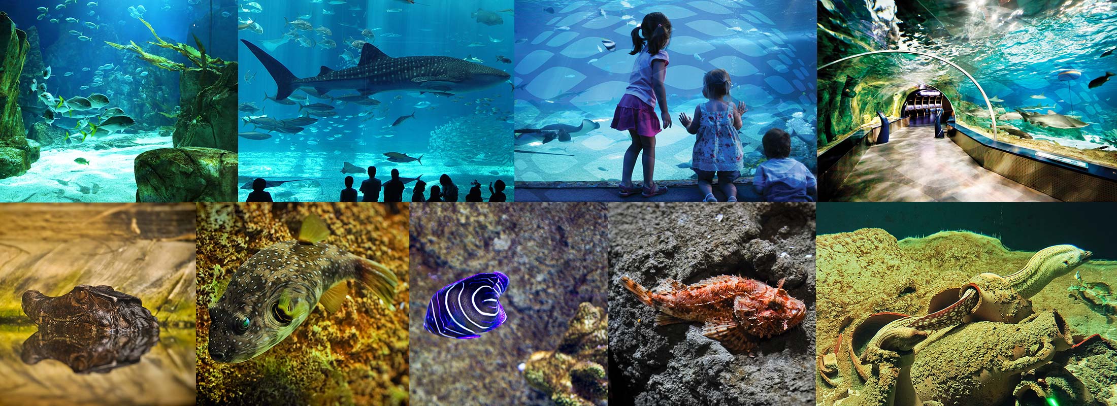 istanbul-Aquarium-Florya-Aqua-shopping-mall-tour